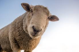 BAAA